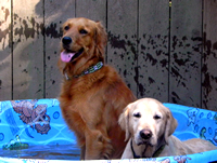 Dogs love cooling off in the pool.