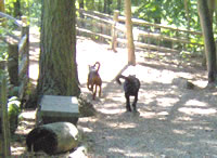 dog day care and boarding services Seattle