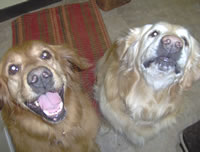happy dogs