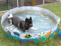 Dog day care and dog boarding dog run