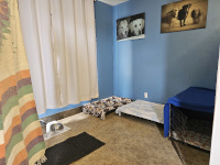 dog playroom