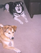 Smokey and Ginger enjoying in-home pet sitting services.